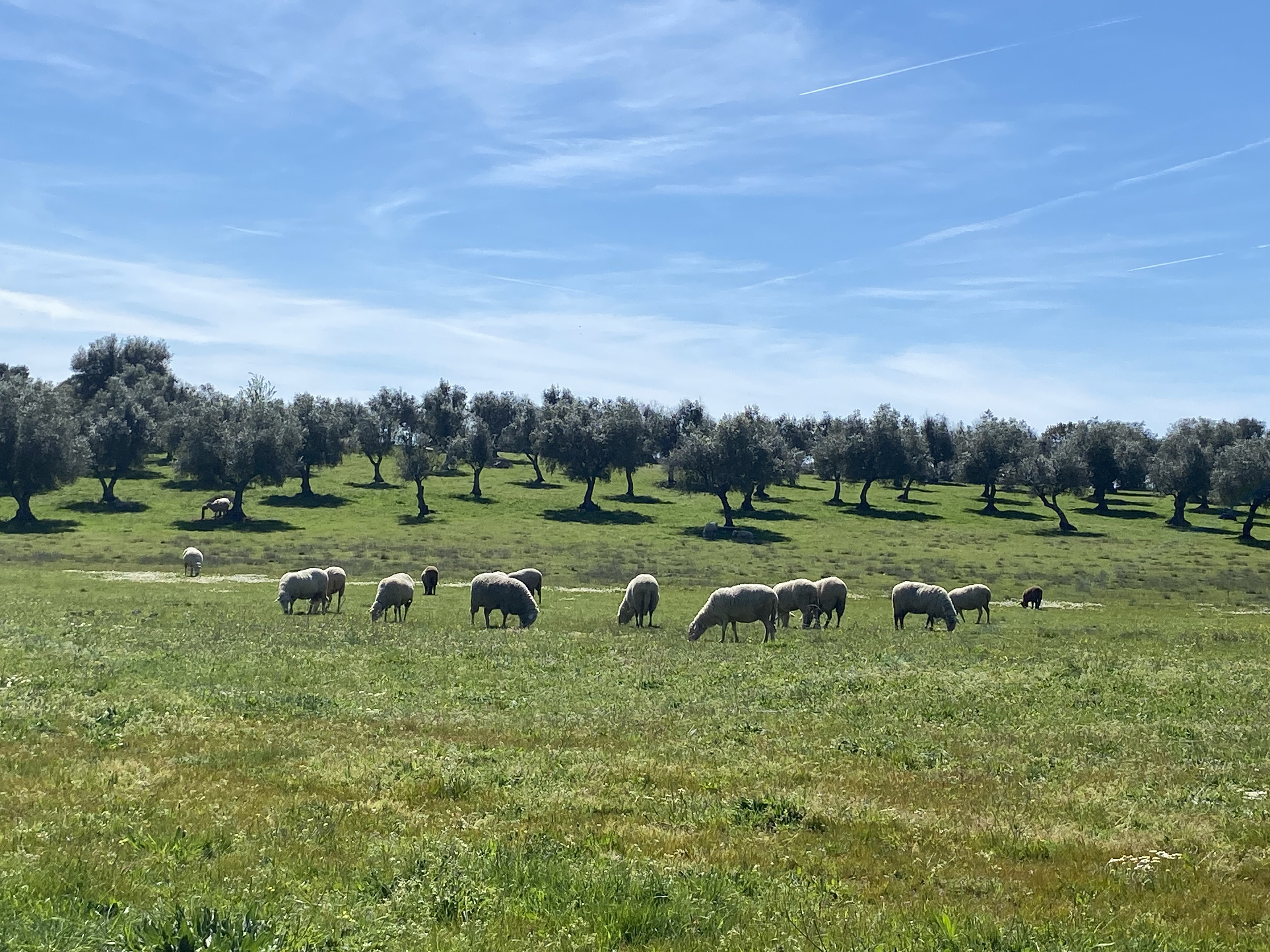 Olive trees in soft morning light