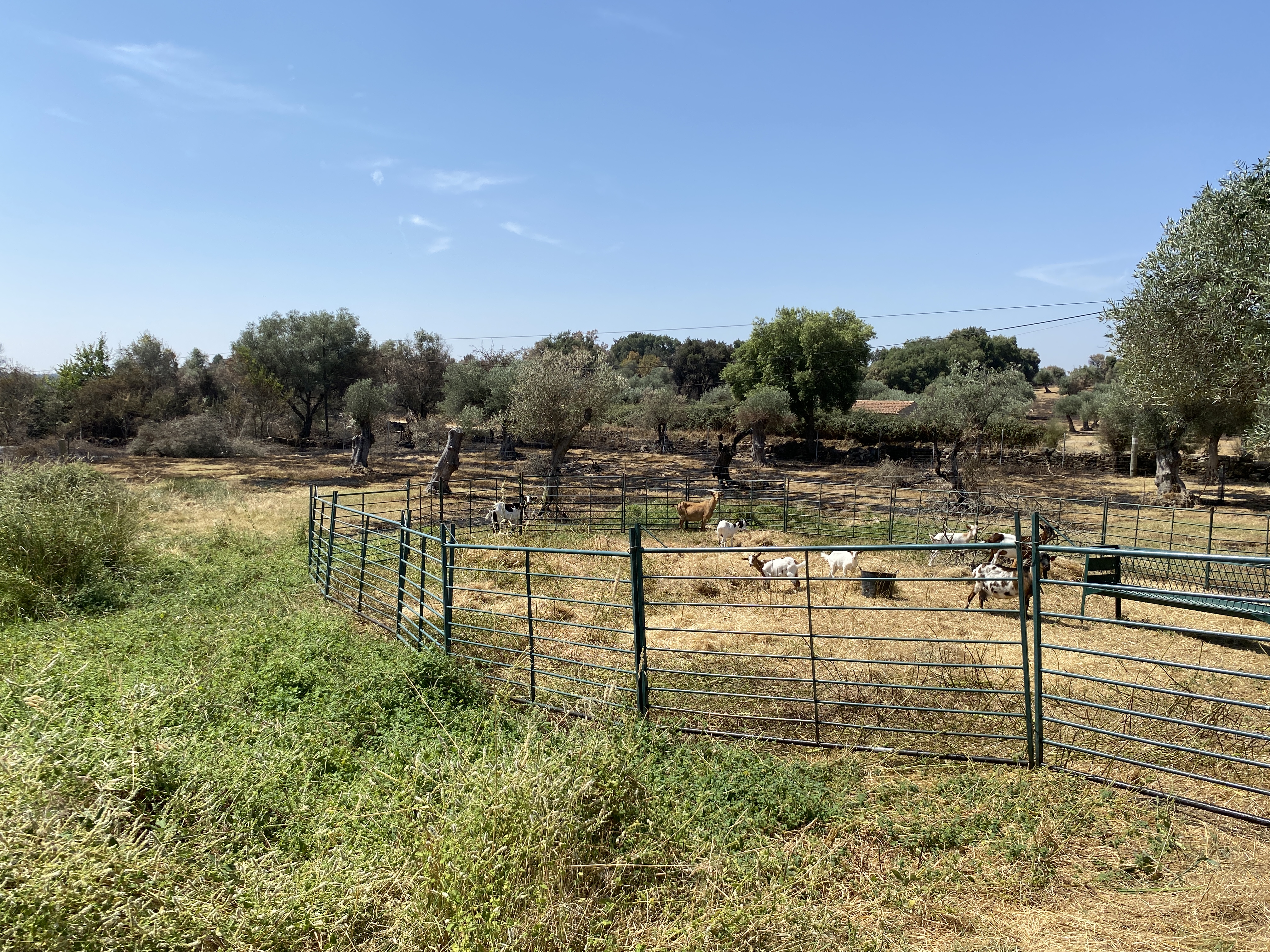 After the Fire: Picking Up the Pieces