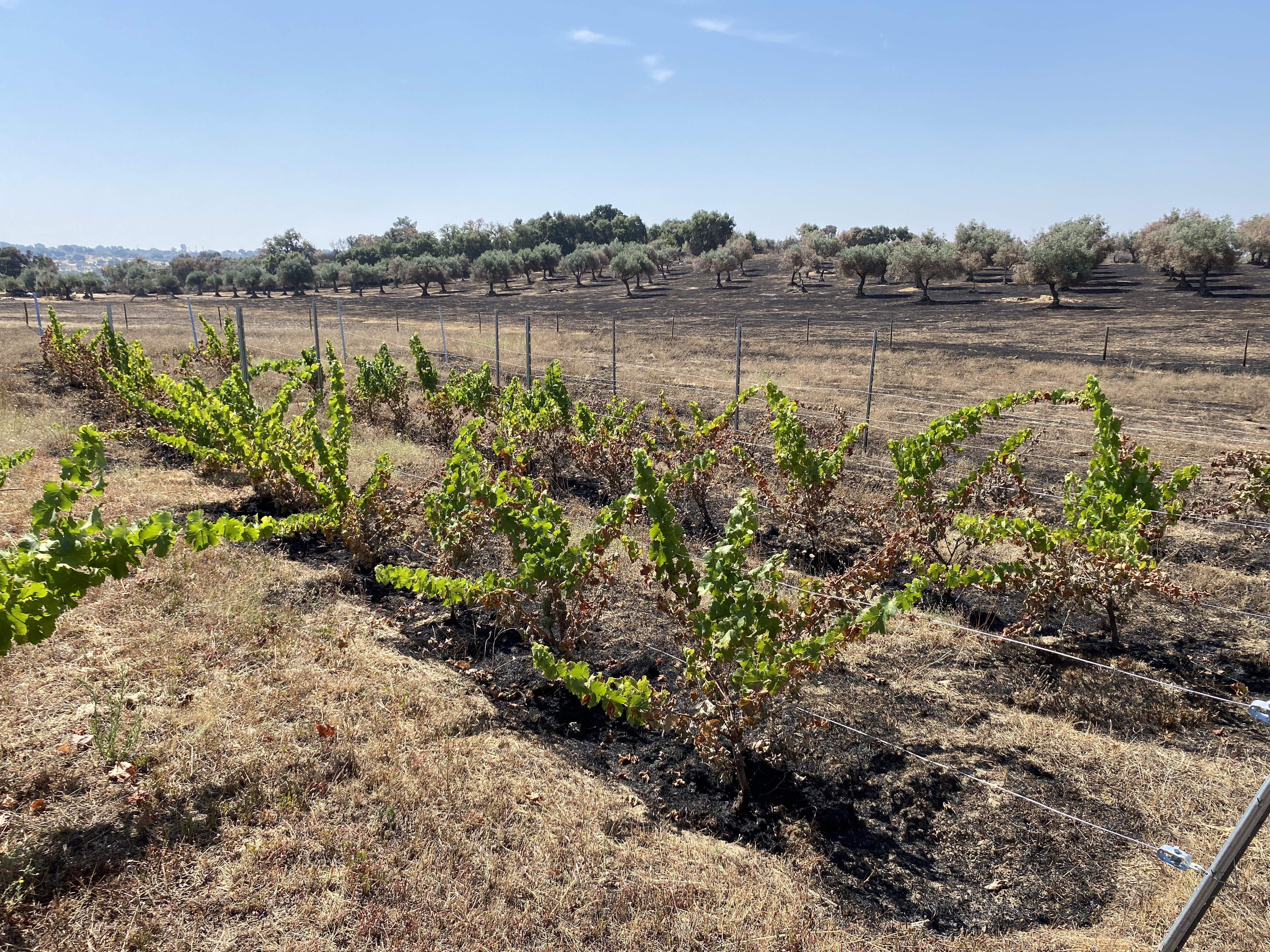 The Tale of the Unlucky Vines